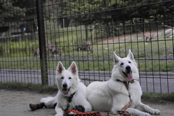 bei den Steinb&ouml;cken